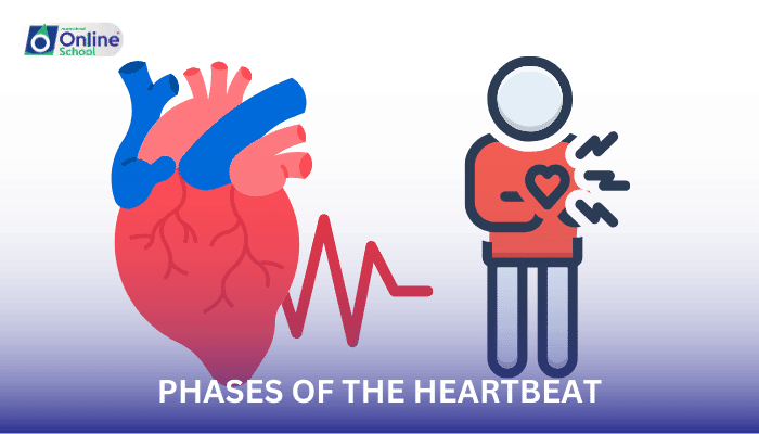Lesson 04: Phases of the Heartbeat